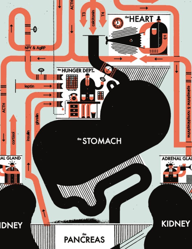 Raymond Biesinger Endocrine System Anatomy Chart