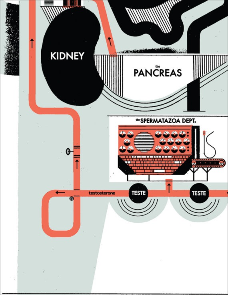 Raymond Biesinger Endocrine System Anatomy Chart