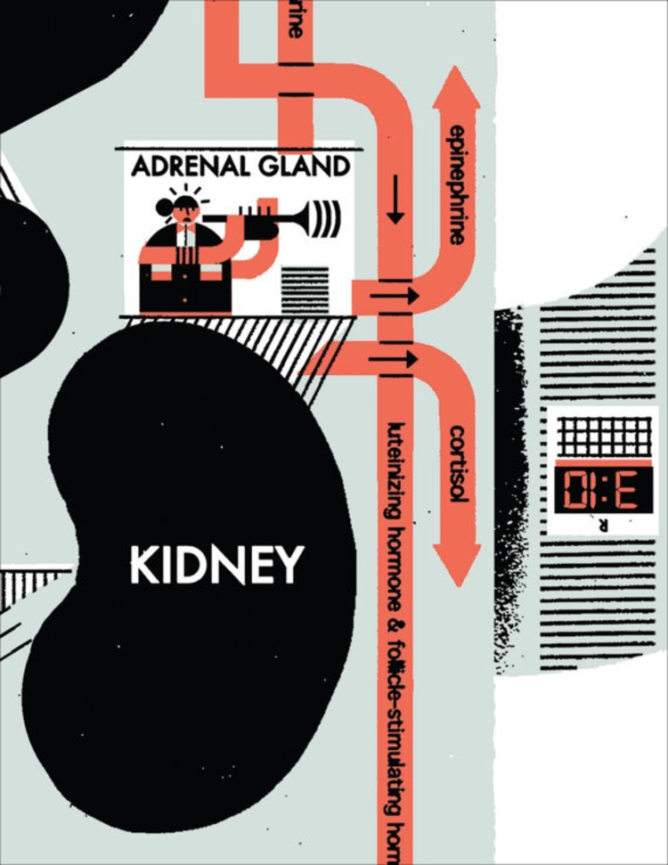 Raymond Biesinger Endocrine System Anatomy Chart