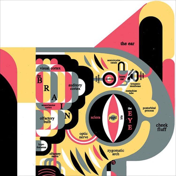 Raymond Biesinger Feline Anatomy