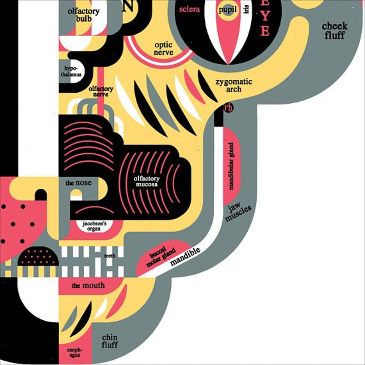 Raymond Biesinger Feline Anatomy