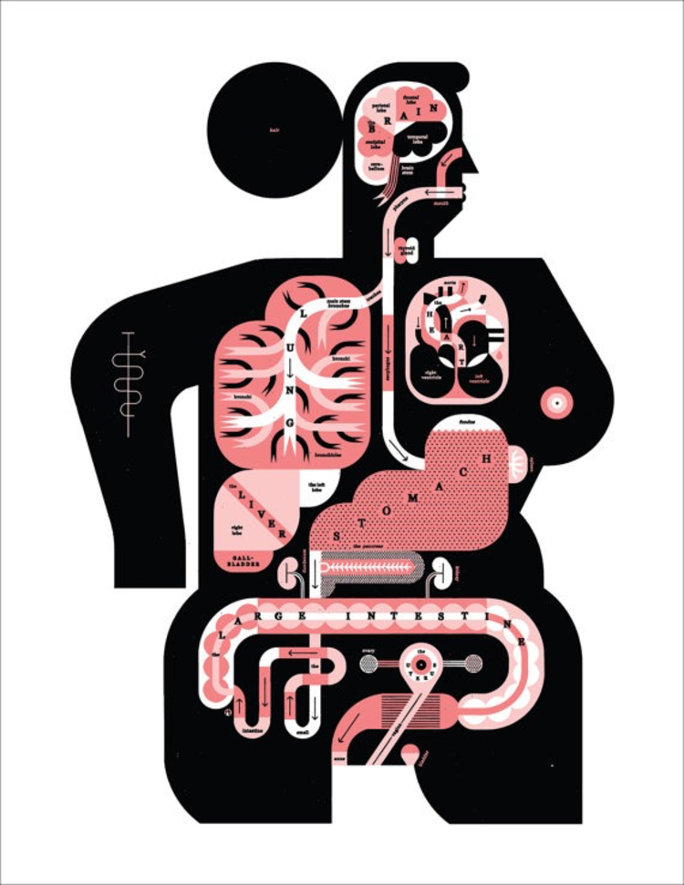 Raymond Biesinger Female Anatomy