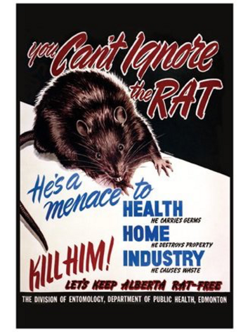 Vivid Print You Can't Ignore the Rat Postcard