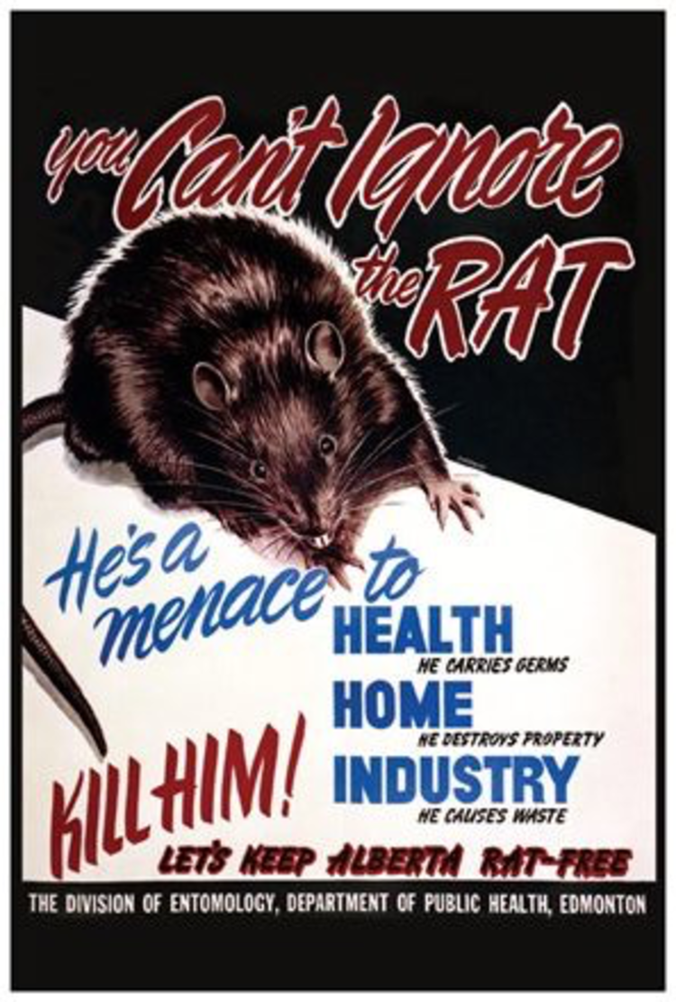 Vivid Print You Can't Ignore the Rat Postcard