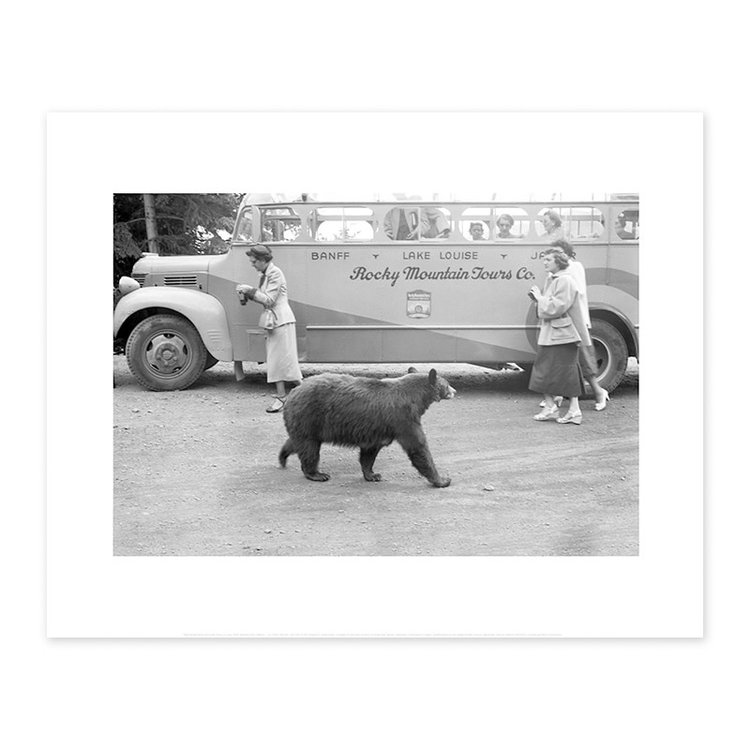 Vivid Archives Bear in Banff National Park, 1950