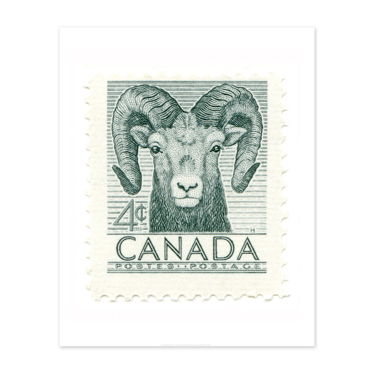 Vivid Print Canada Bighorn Sheep Stamp