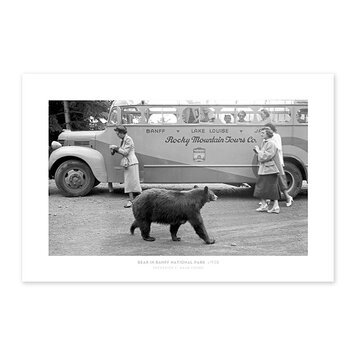 Vivid Archives Bear in Banff National Park, 1950