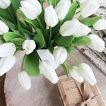 French White Tulips