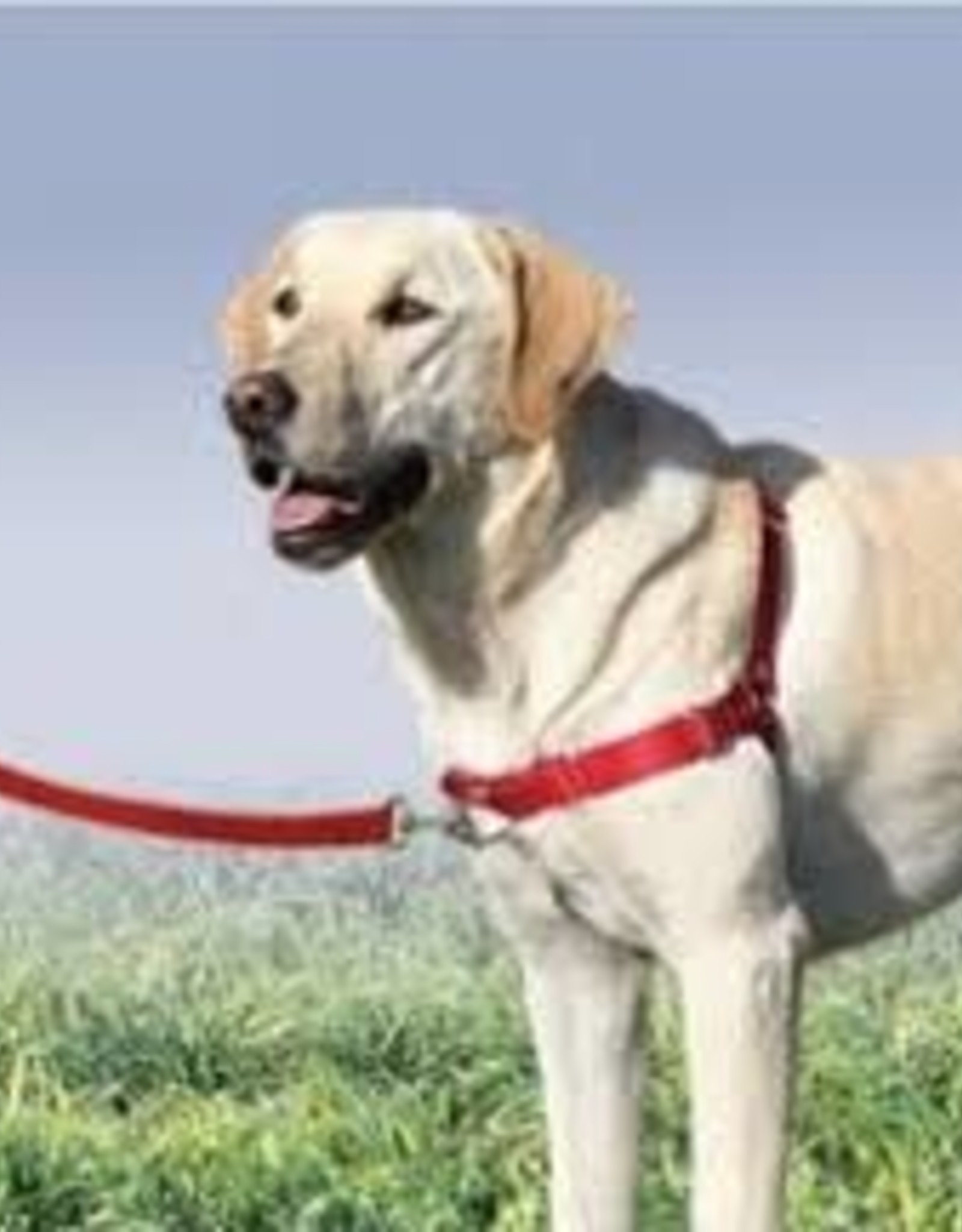 how to use front clip harness