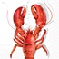 IHR C994415 Cocktail Napkin-Lobster