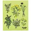 Ecologie by Danica ESW4181D Swedish D/C-Fresh Herbs