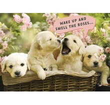 BD/Puppies in Basket