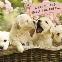 BD/Puppies in Basket