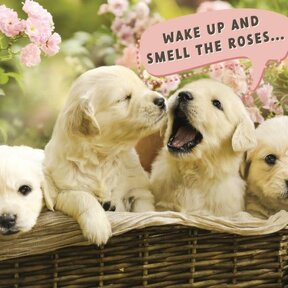 BD/Puppies in Basket