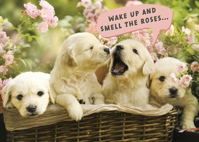 BD/Puppies in Basket