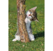 BD-Pole Dancer