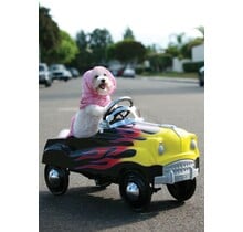 BD-Driving Dog