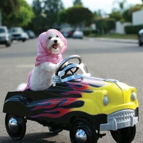 BD-Driving Dog