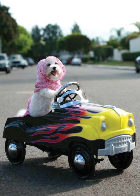 BD-Driving Dog