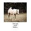 Bonair Daydreams EN/Unlikely Friends