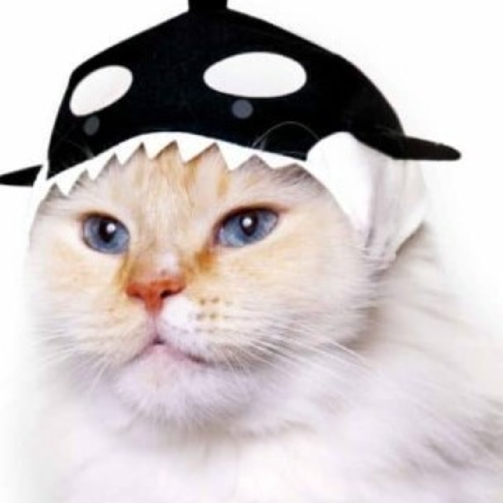 Clever Idiots Cat Cap  Blind Box (Aquarium Vol. 2)