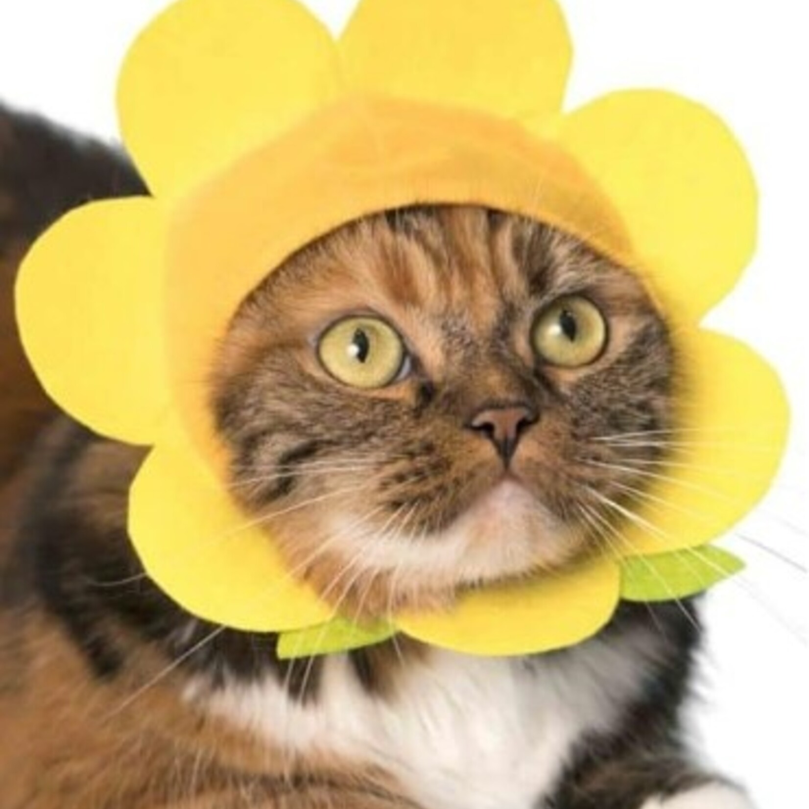 Clever Idiots Cat Cap Flowers Blind Box