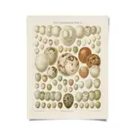 Curious Prints Vintage European Bird Eggs Print | 11x14 2-X050