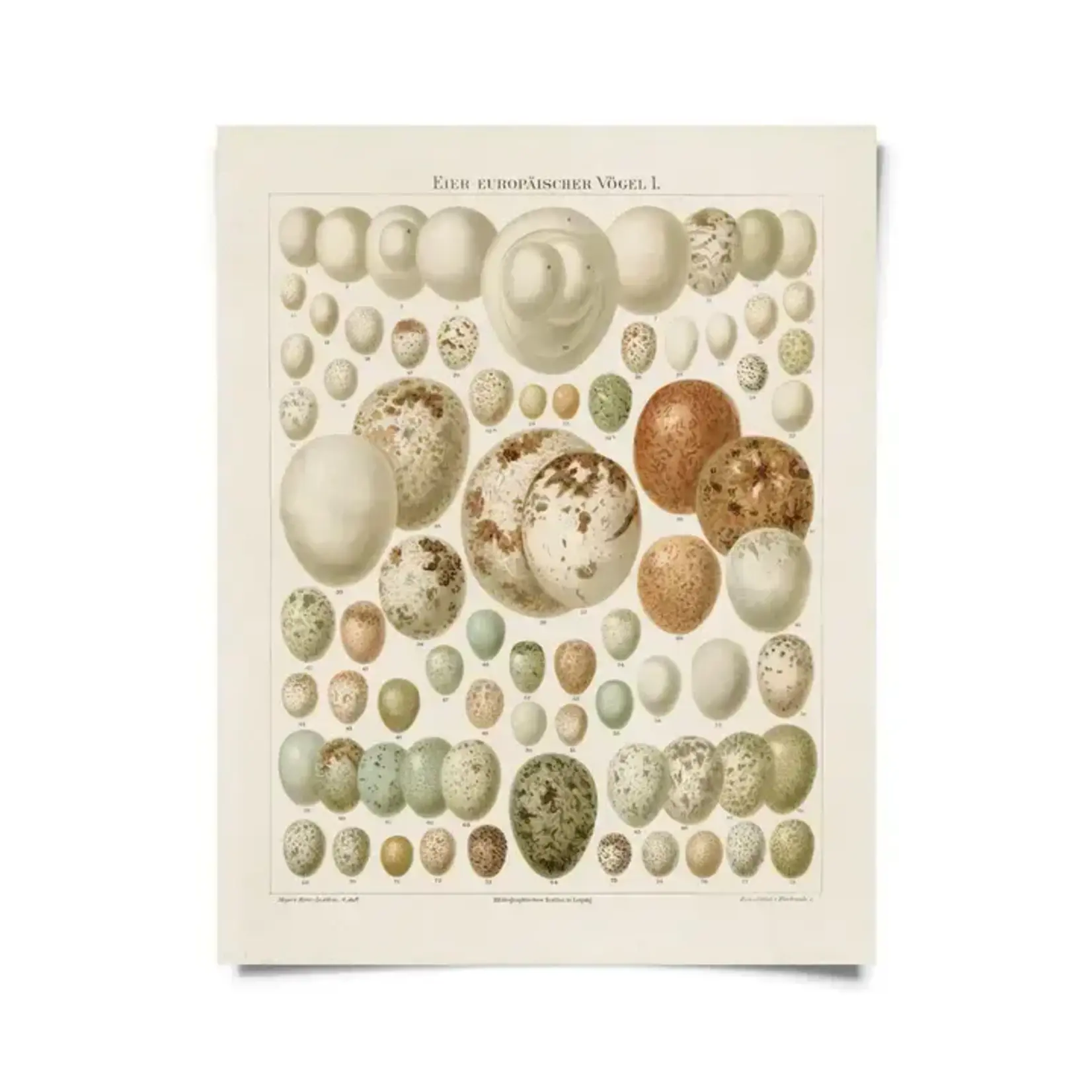 Curious Prints Vintage European Bird Eggs Print | 11x14 2-X050