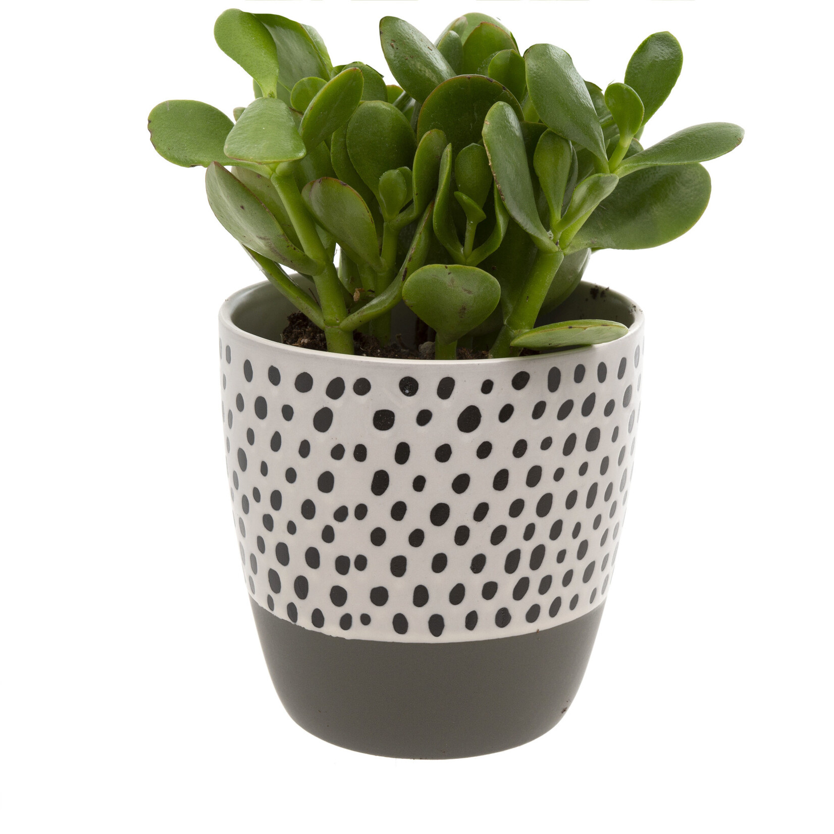 Indaba Polkadot Pot