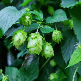 Bières houblonnées : n'ayez pas peur!