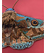 Objet D'art Donuca Moth