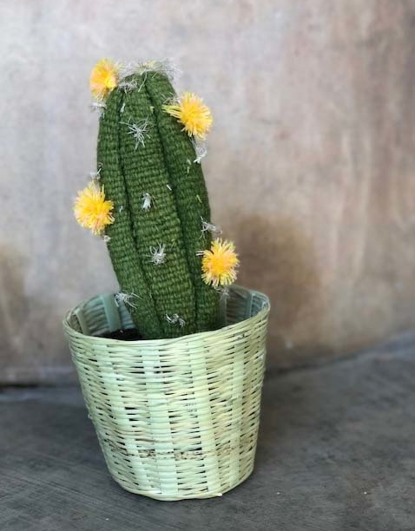 Medium Green Yellow Cactus