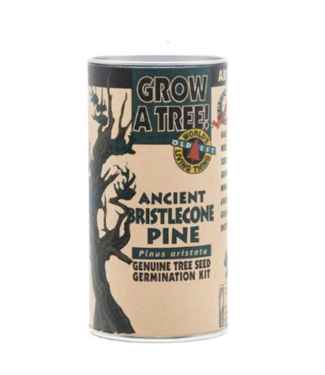 Bristlecone Pine Grow Kit