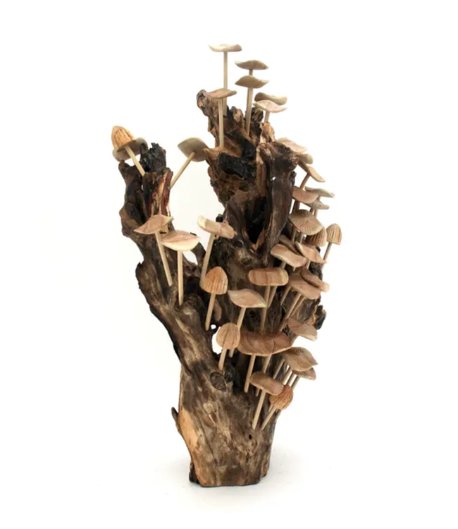 36 Wood Mushrooms on Driftwood