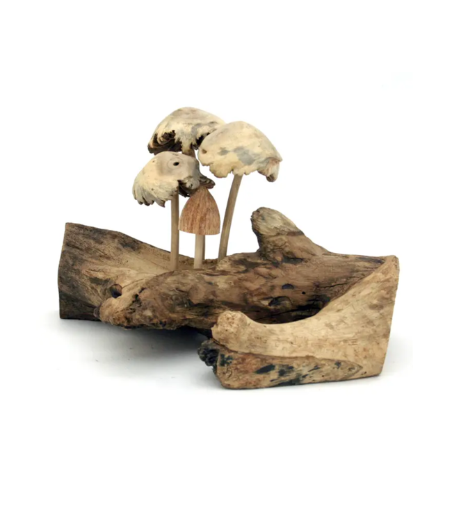 Four Wood Mushrooms on Parasite Wood