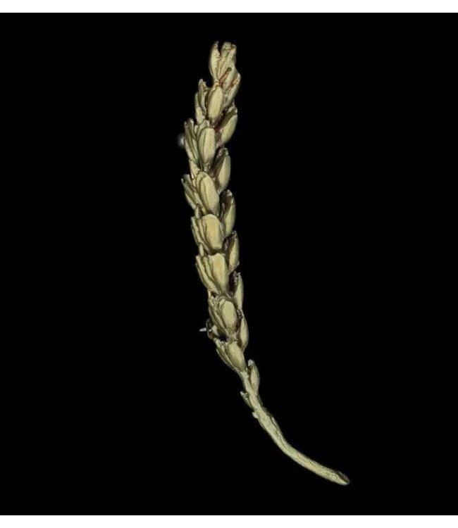 Wheat Brooch