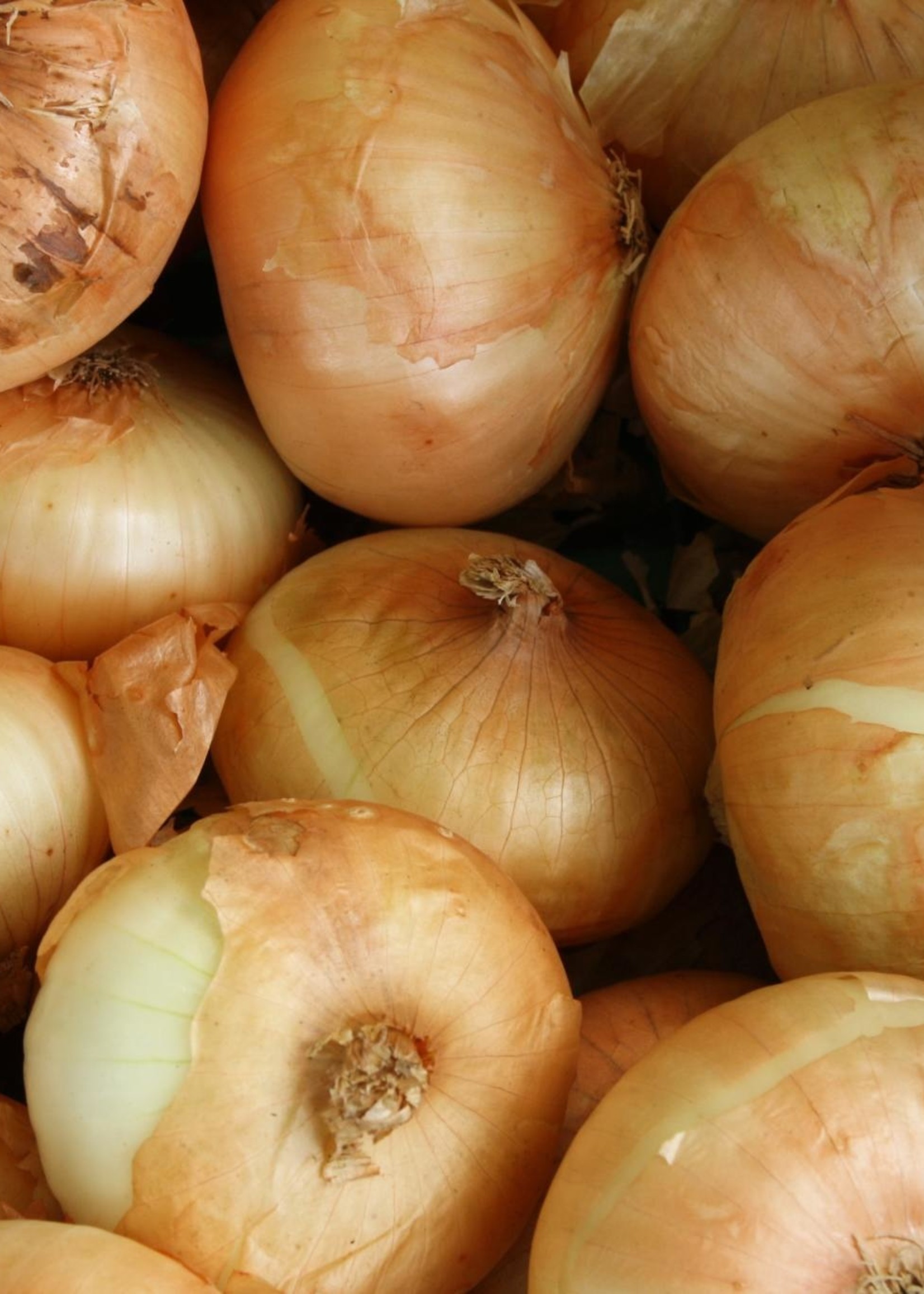 Oignons jaunes biologiques du Québec - sac de 1 kilo