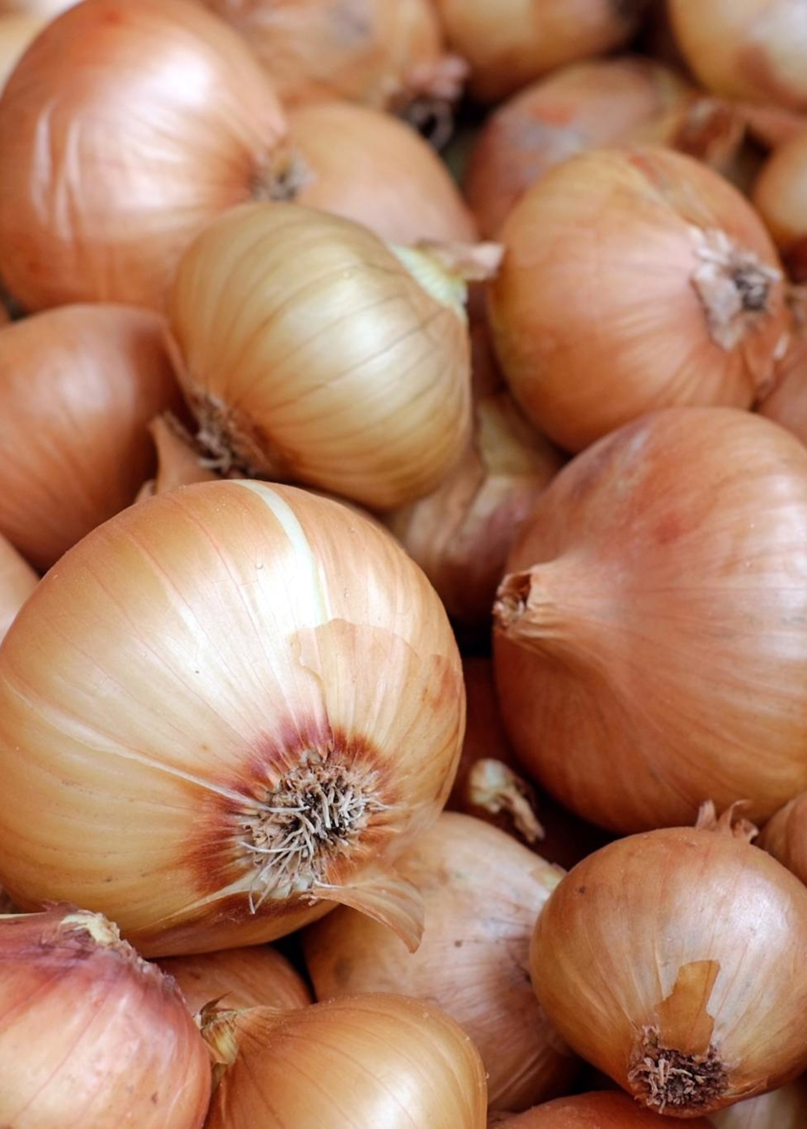 Échalote française biologique du Québec - sac de 250g