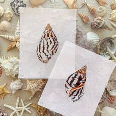 COLORS OF PRAISE Needlepoint Shells