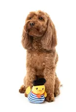 FuzzYard Jouet pour Chien Timothee Chalaquak - Petit