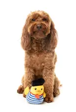 FuzzYard Jouet pour Chien Timothee Chalaquak - Petit