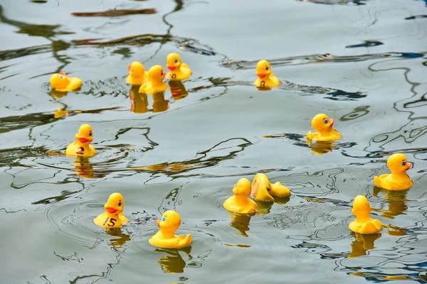 Cruising Ducks: A Fun Cruise Tradition