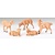 Fontanini Fontanini Brown Sheep 5 Piece Set 5" Collection
