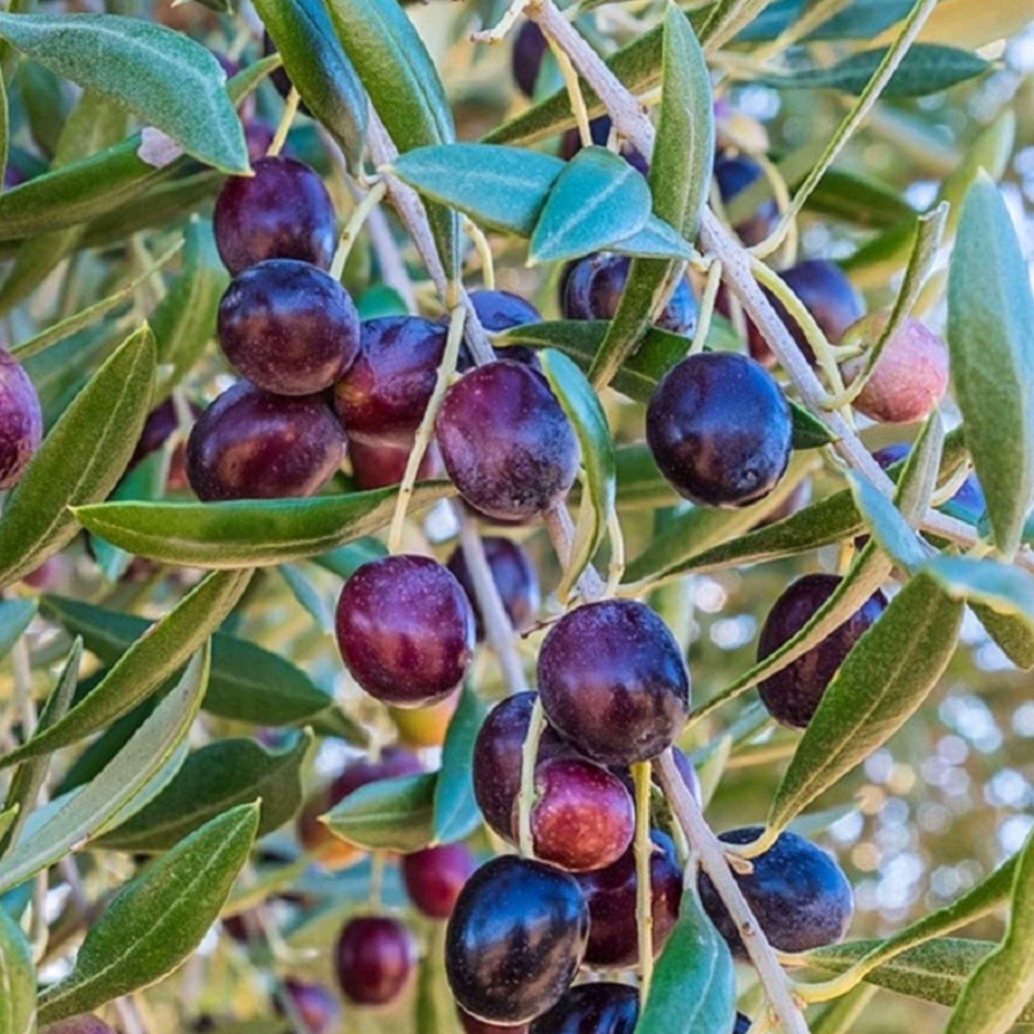 The Koroneiki Olive