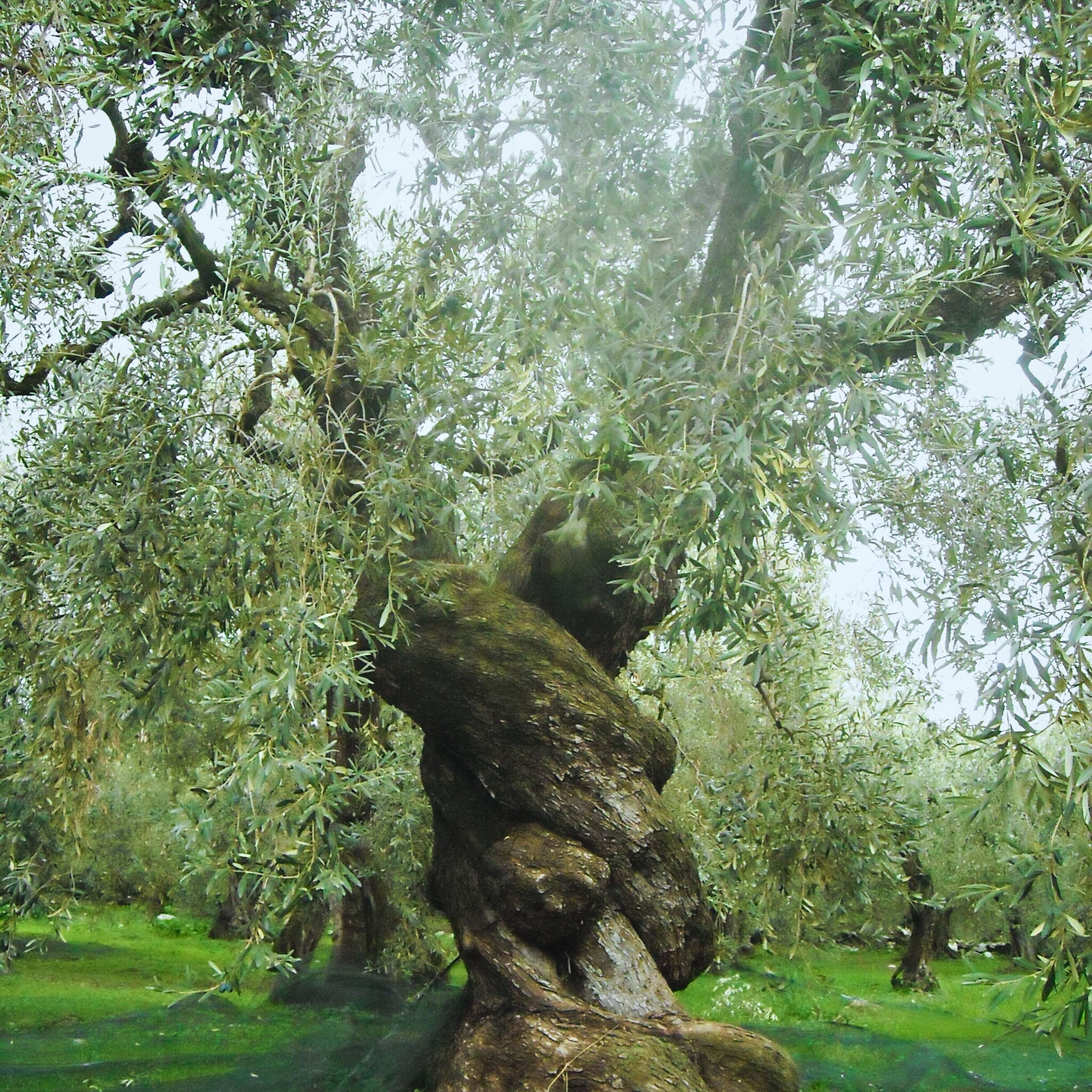 The Arbequina Olive 