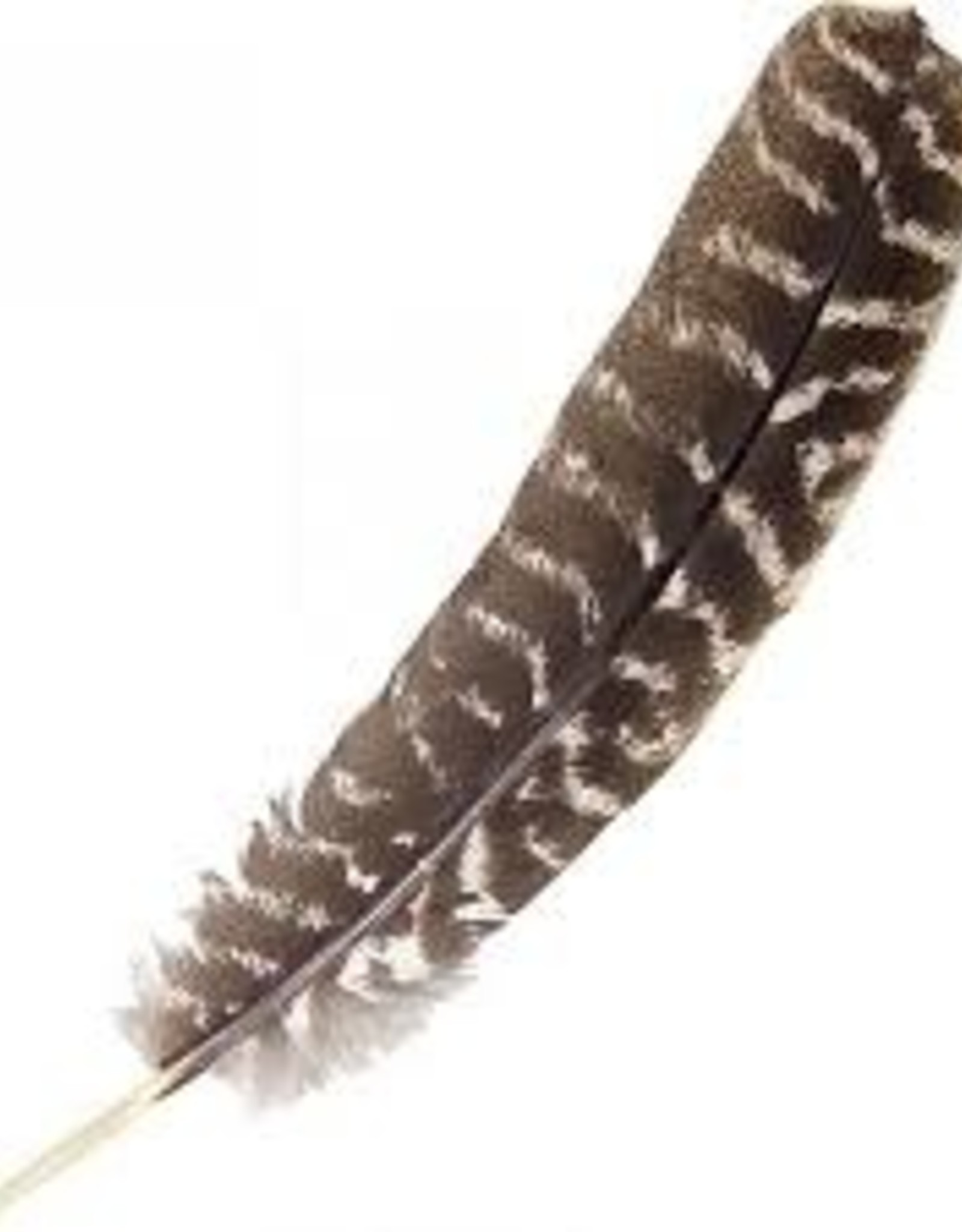 Single Turkey Feather 8-14"
