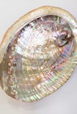 Abalone Shell Large