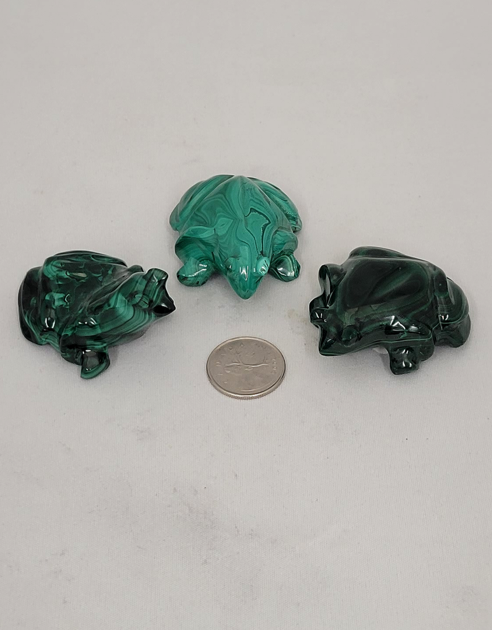 Malachite Frogs