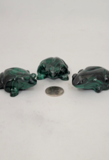 Malachite Frogs