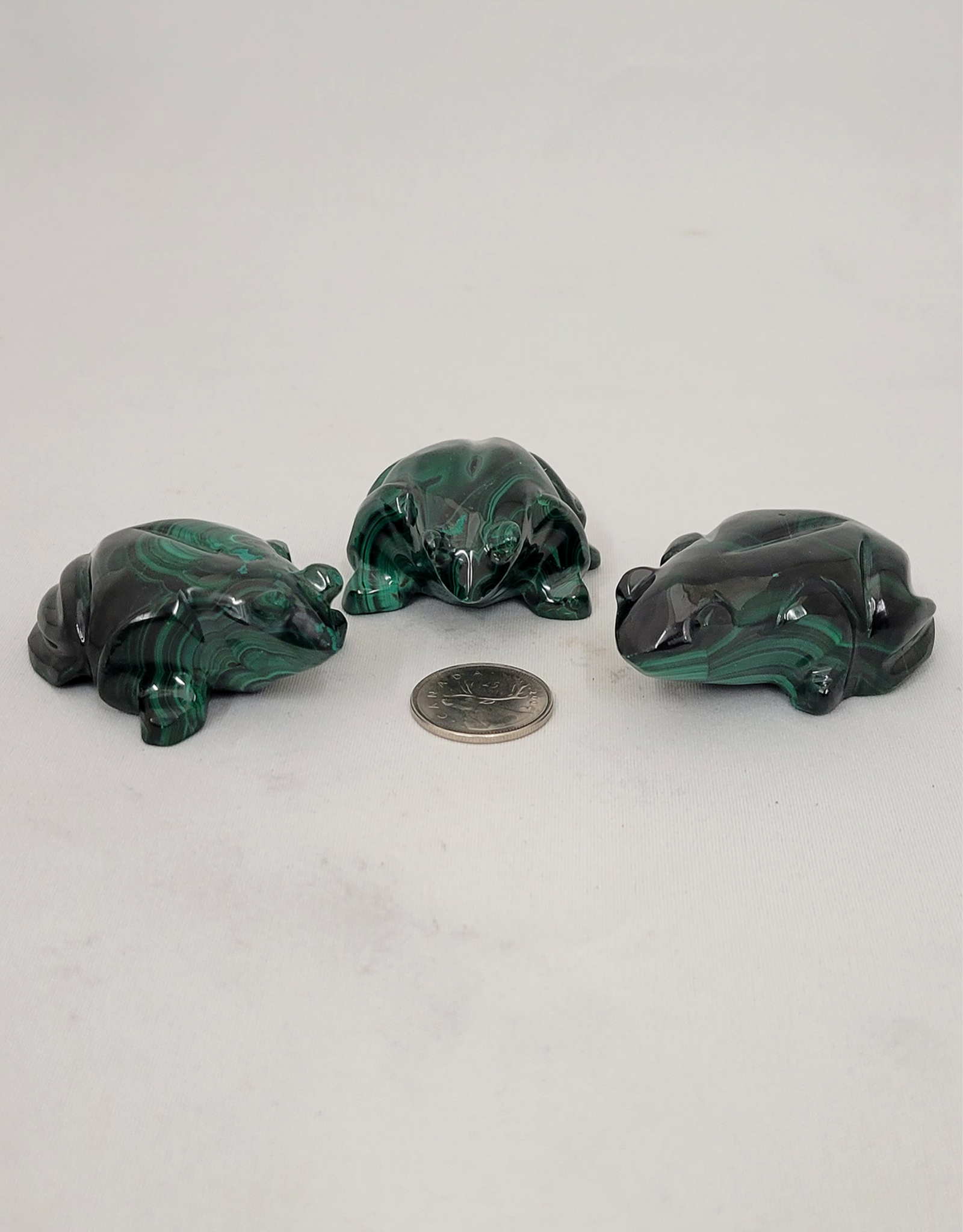 Malachite Frogs